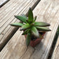 Grimpeur_Bros_Coffee_Plant_Bundle_Succulent-1. GrimpeurBros.com's NEW Grimpeur Loves You 1lb Coffee & Plant Bundle & Subscription Plans offers some of the best single origin, light roast coffee available PLUS a 4"-6" succulent or tropical plant delivered to your front door. We also offer 3-6-9-12 month coffee & plant bundle subscription options! Grimpeur Loves You!