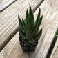  Grimpeur_Loves_You_1lb_Coffee_&_Plant_Bundle_&_Subscription_Plan_Succulent_2. GrimpeurBros.com's NEW Grimpeur Loves You 1lb Coffee & Plant Bundle & Subscription Plans offers some of the best single origin, light roast coffee available PLUS a 4"-6" succulent or tropical plant delivered to your front door. We also offer 3-6-9-12 month coffee & plant bundle subscription options! Grimpeur Loves You!