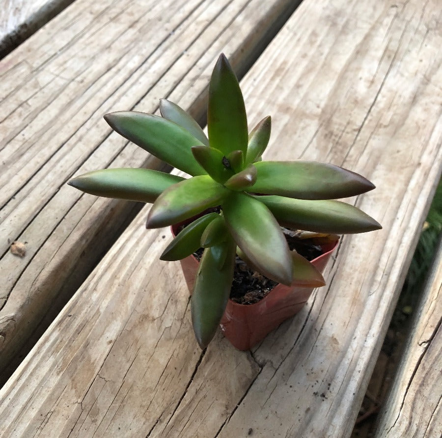 Grimpeur_Bros_Coffee_Plant_Bundle_Succulent-1. GrimpeurBros.com's NEW Grimpeur Loves You 1lb Coffee & Plant Bundle & Subscription Plans offers some of the best single origin, light roast coffee available PLUS a 4"-6" succulent or tropical plant delivered to your front door. We also offer 3-6-9-12 month coffee & plant bundle subscription options! Grimpeur Loves You!