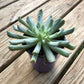 Grimpeur_Bros_Coffee_Plant_Bundle_Succulent_4. GrimpeurBros.com's NEW Grimpeur Loves You 1lb Coffee & Plant Bundle & Subscription Plans offers some of the best single origin, light roast coffee available PLUS a 4"-6" succulent or tropical plant delivered to your front door. We also offer 3-6-9-12 month coffee & plant bundle subscription options! Grimpeur Loves You!