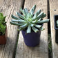 Grimpeur_bros_succulents. GrimpeurBros.com's NEW Grimpeur Loves You 1lb Coffee & Plant Bundle & Subscription Plans offers some of the best single origin, light roast coffee available PLUS a 4"-6" succulent or tropical plant delivered to your front door. We also offer 3-6-9-12 month coffee & plant bundle subscription options! Grimpeur Loves You!