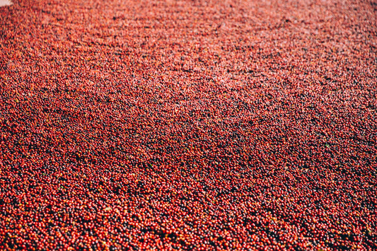 Grimpeur_Bros_Sampler_Pack_Sea_Of-Coffee_Beans. Grimpeur Bros.' Sampler Pack features three 8oz bags of our favorite single origin coffees from our current GrimpeurBros.com specialty coffee lineup. Our single origins, hailing from Central America, South America, and East Africa, are roasted to order and are delivered fresh to your doorstep.