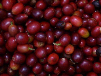 Ladera_Norte_Single_Origin_Coffee_Cherries