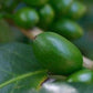 Greenbelt Ardi Natural Single Origin Coffee